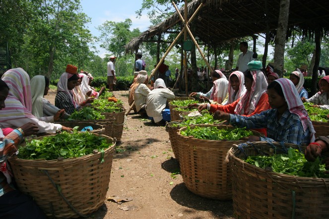 Les thés d’Assam valent le détour