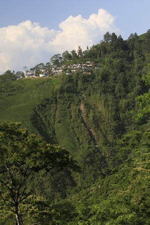 Terres pentues à Darjeeling