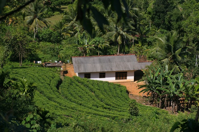 Une petite plantation au sud du Sri Lanka