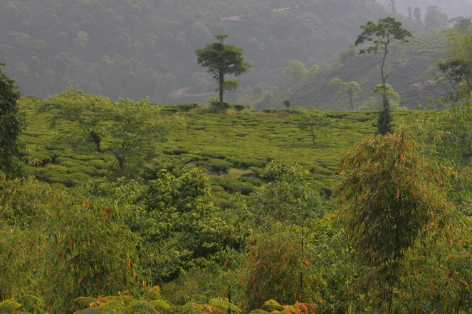 Les Darjeeling d’automne arrivent !