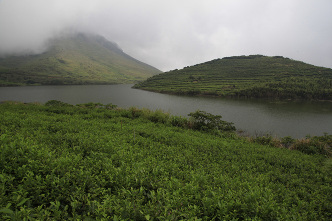 Une plantation de thé exceptionnelle