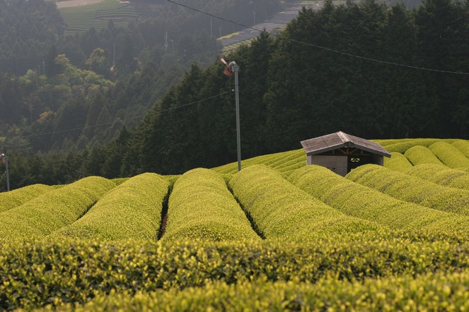 D’étranges silhouettes dans les champs de thé japonais