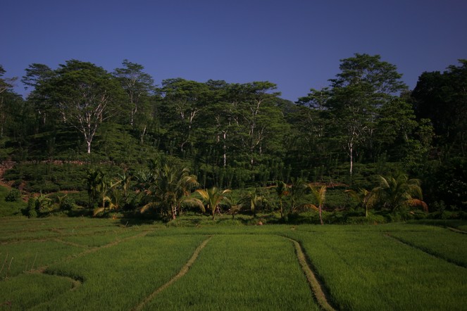 Poétiques plantations de thé