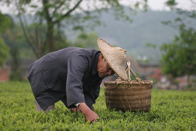 En Chine, le marché du thé a bien changé