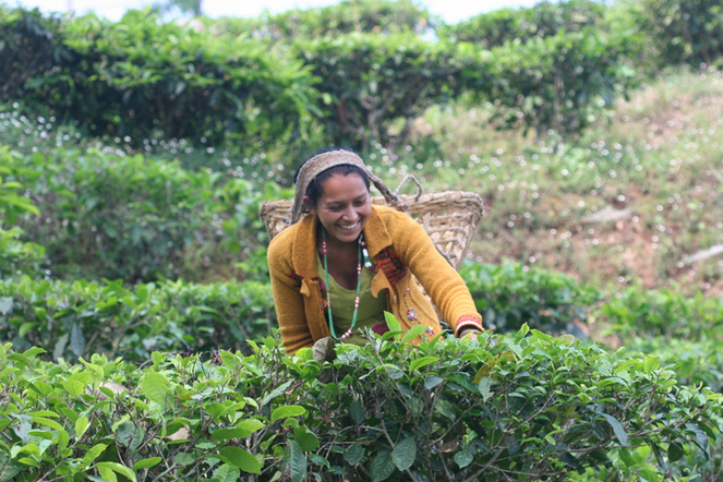 Les premières sélections de Darjeeling de printemps