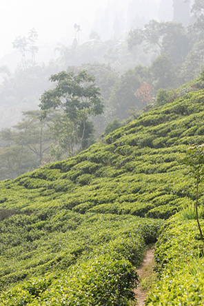 Quelques bonnes nouvelles de Darjeeling malgré la météo défavorable