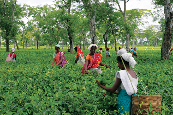 Thés et paysages d’Assam : un étonnant contraste