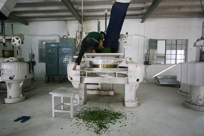 Le roulage des feuilles de thé à Darjeeling