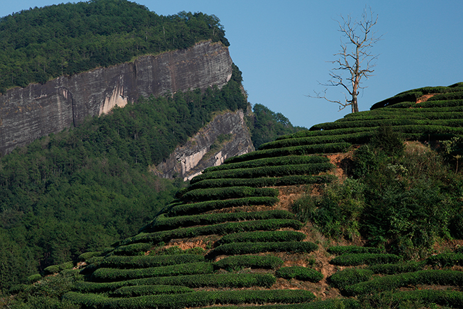 Les « rock teas », une appellation mystérieuse