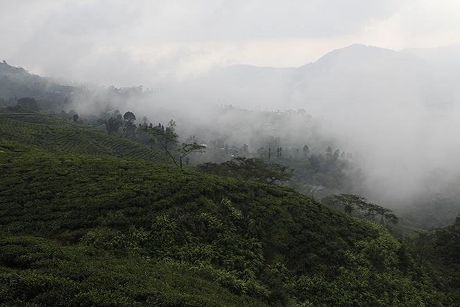 Des nouvelles des Darjeeling de Printemps