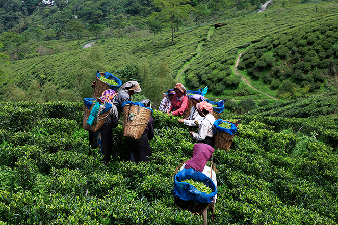 Récoltes de printemps à Darjeeling