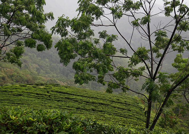 Un bilan des Darjeeling de printemps 2015