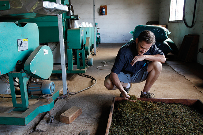 Alex, pionnier des Grands Crus de thé du Malawi