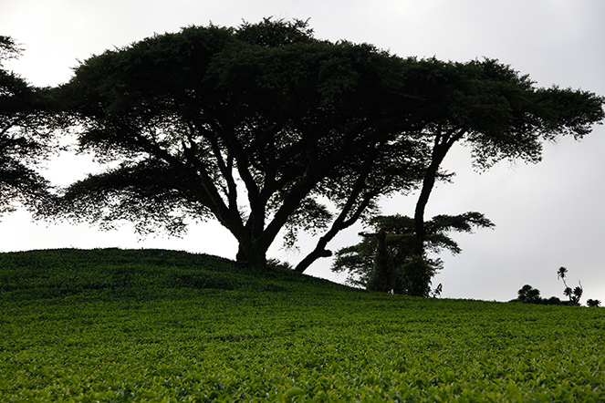 Des théiers à l’ombre des arbres