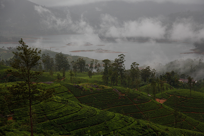 Un champ de thé au Sri Lanka