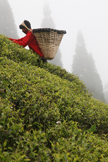 Les plus beaux thés du monde au pied du sapin