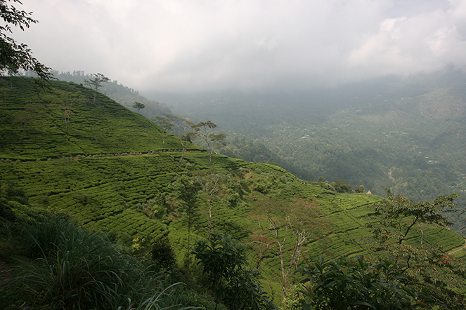 Darjeeling : un thé qui ne s’achète pas les yeux fermés