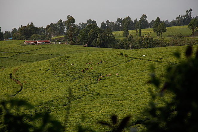 Le thé des pentes du mont Kenya