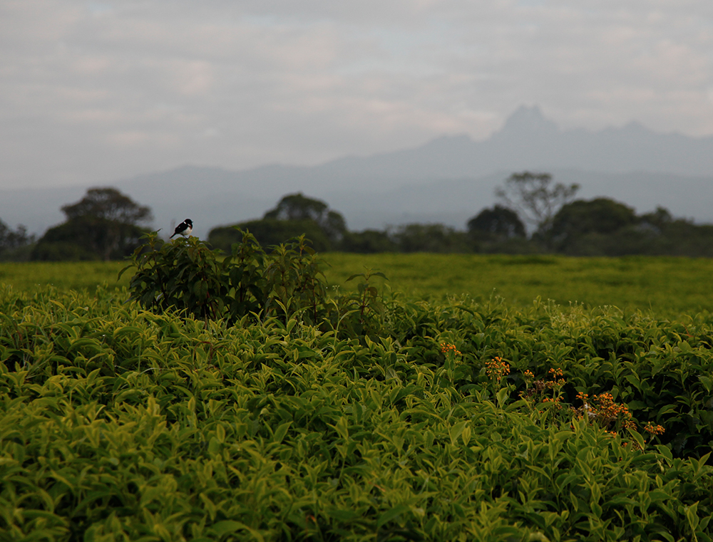 Une plantation de thé au Kenya