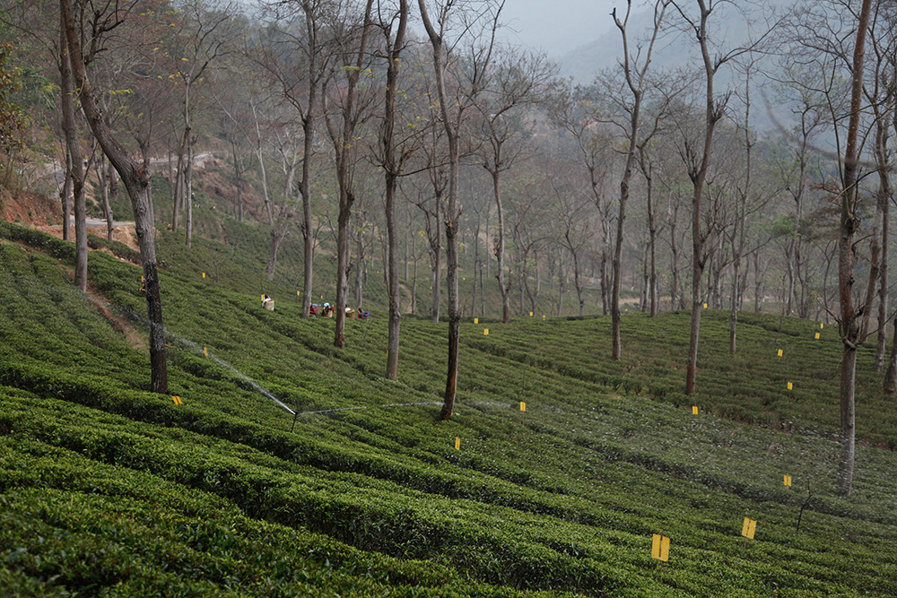 Le micro climat des plantations de Darjeeling