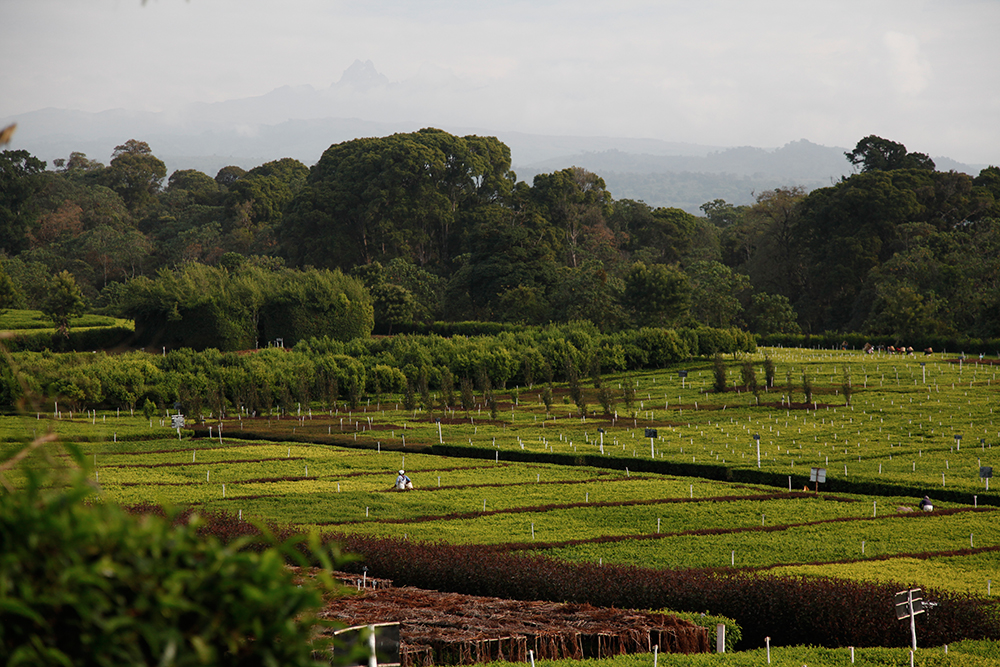 Un Grand Cru venu du Kenya