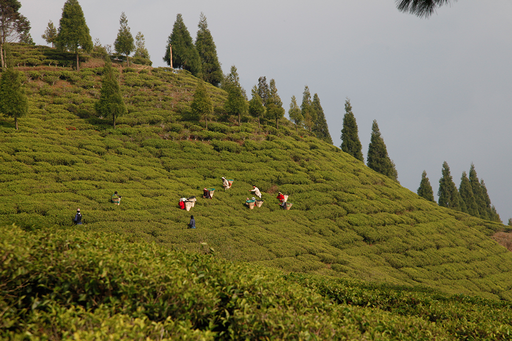 Thé de Darjeeling et thés du Népal : deux écoles