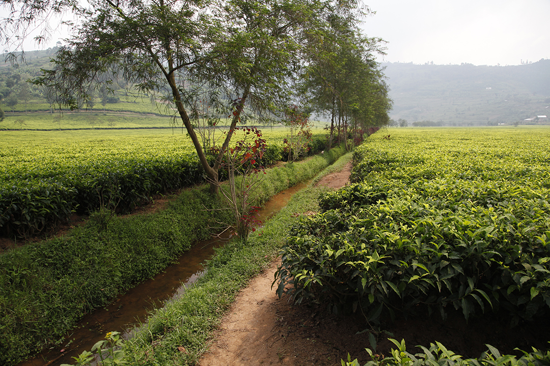 L’irrigation et le drainage de l’eau sur un terrain plat