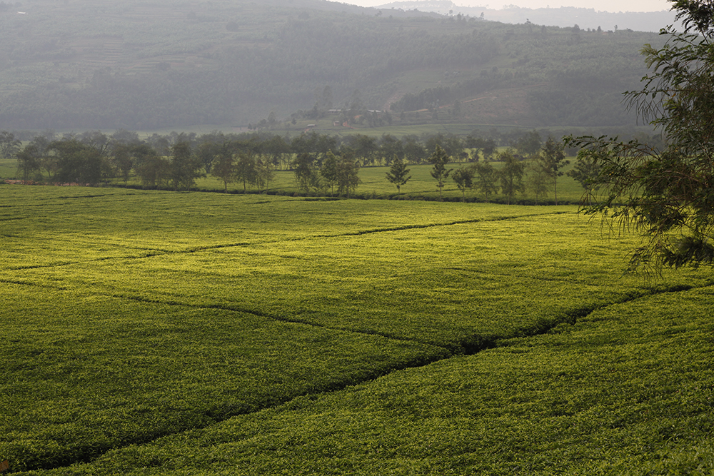 Le Rwanda : des paysages magnifiques, des plantations atypiques