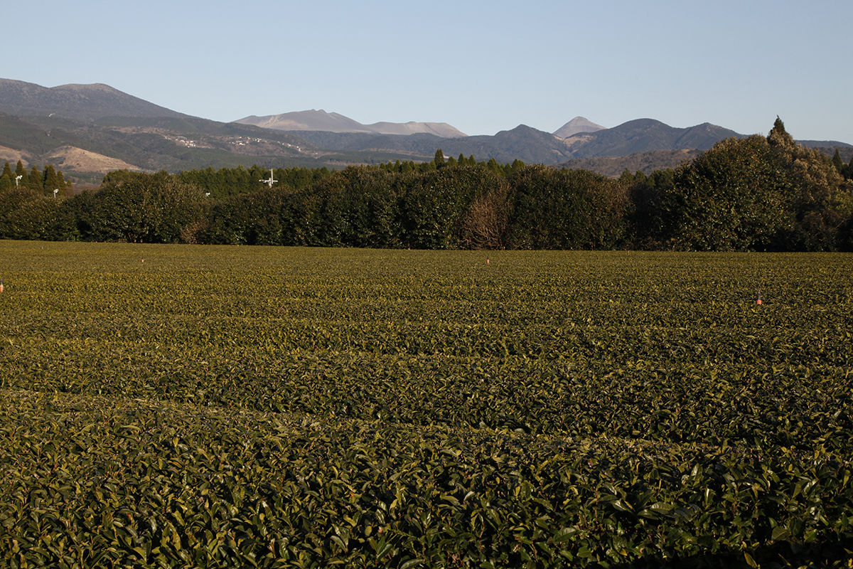 Une plantation volcanique