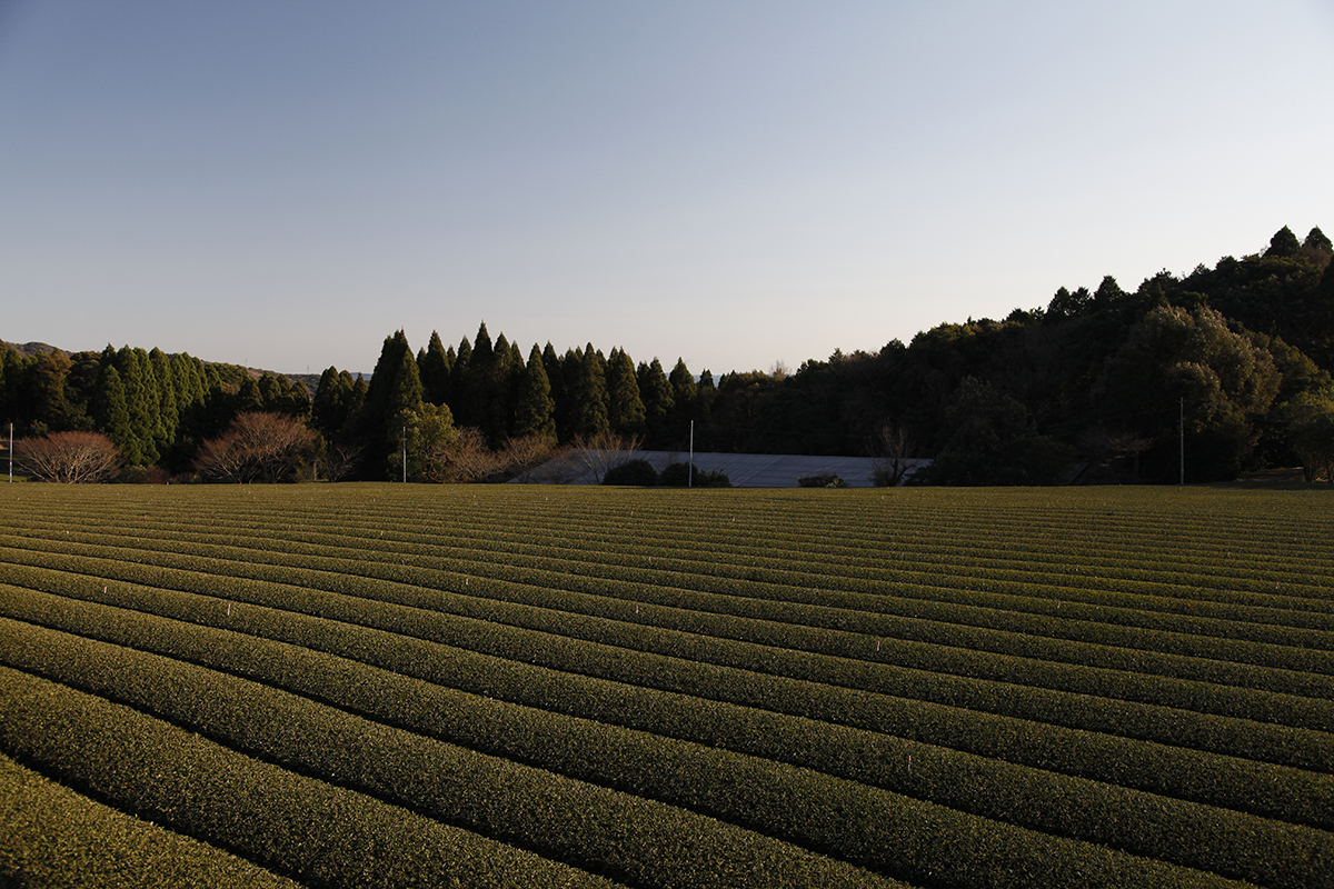 Au Japon, le thé se récolte 3 à 4 fois par an