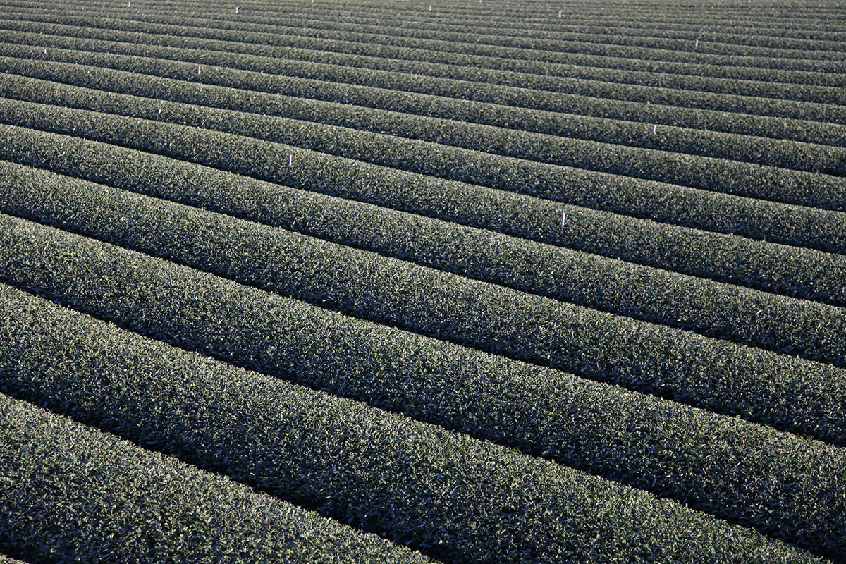 La mise en commun des feuilles limite la richesse gustative