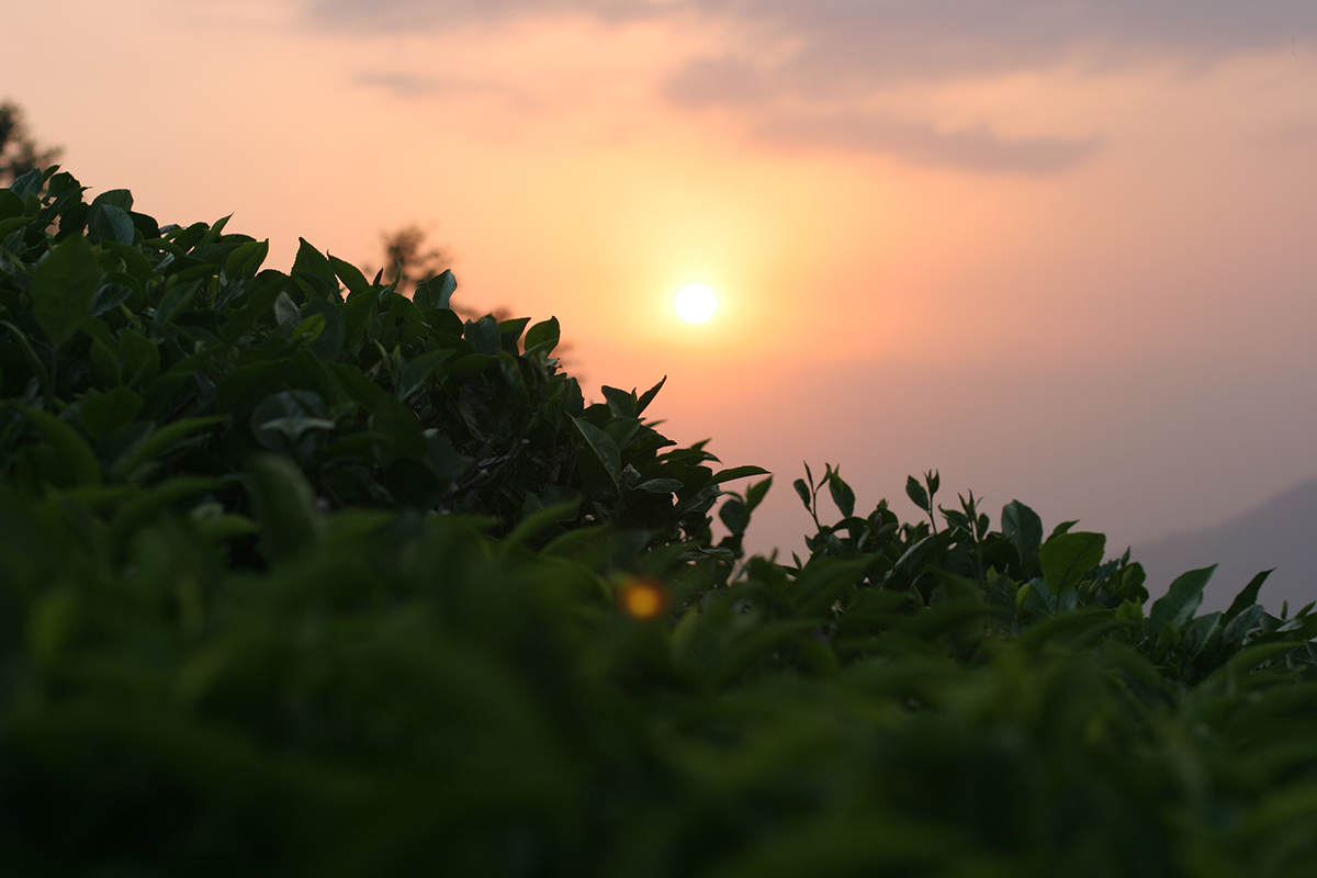 À propos de la sélection des Darjeeling de Printemps