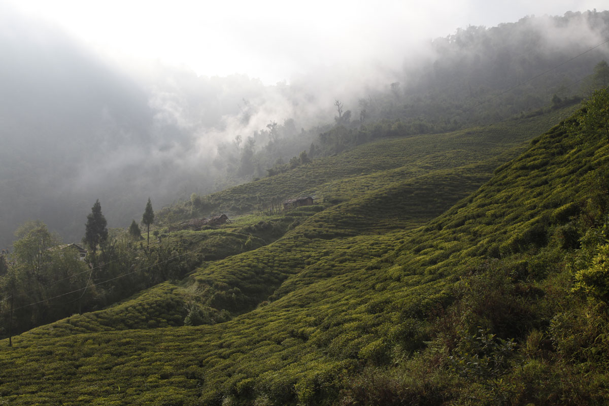 Les bons thés du Népal irritent les producteurs de Darjeeling