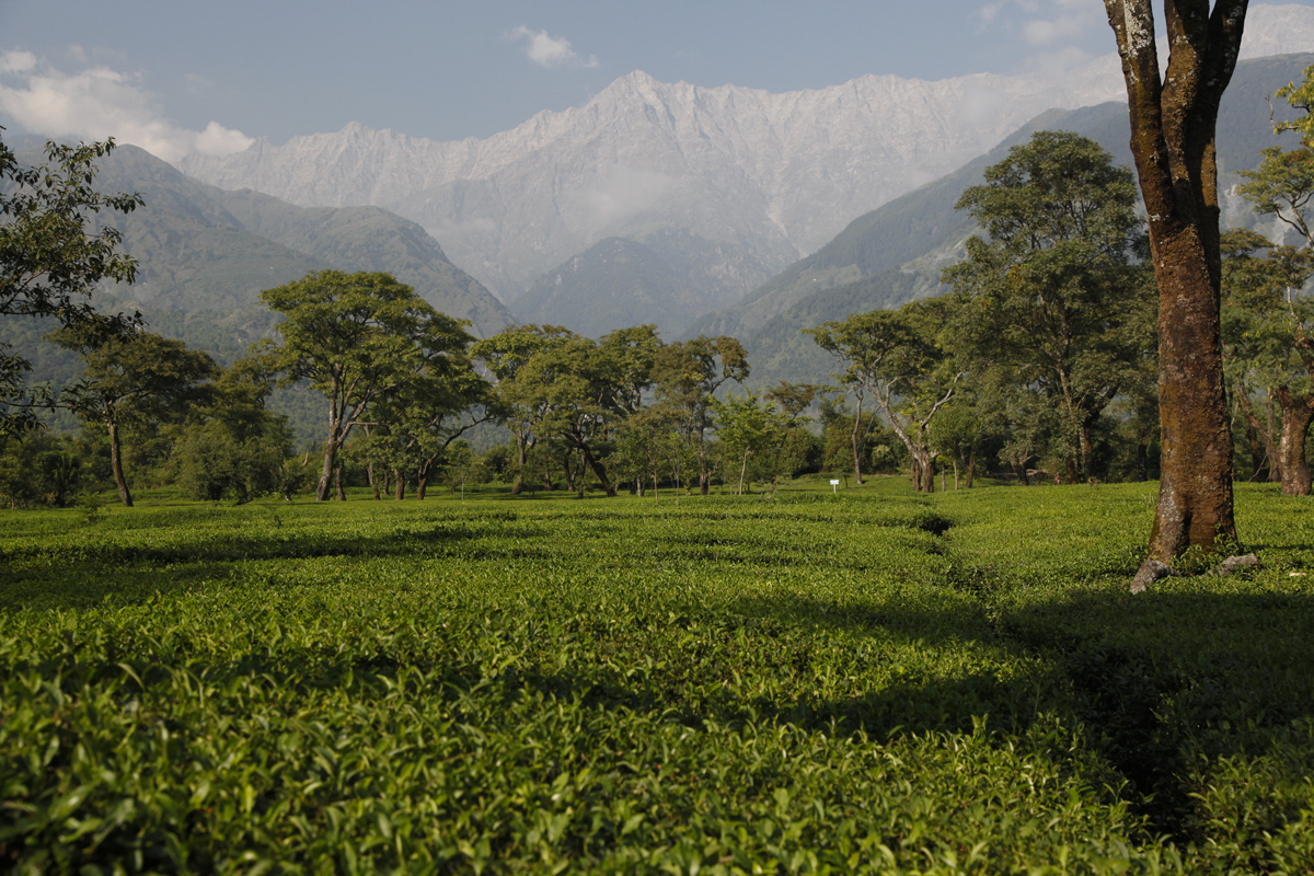 Des thés de qualité au pied des Dhauladhar