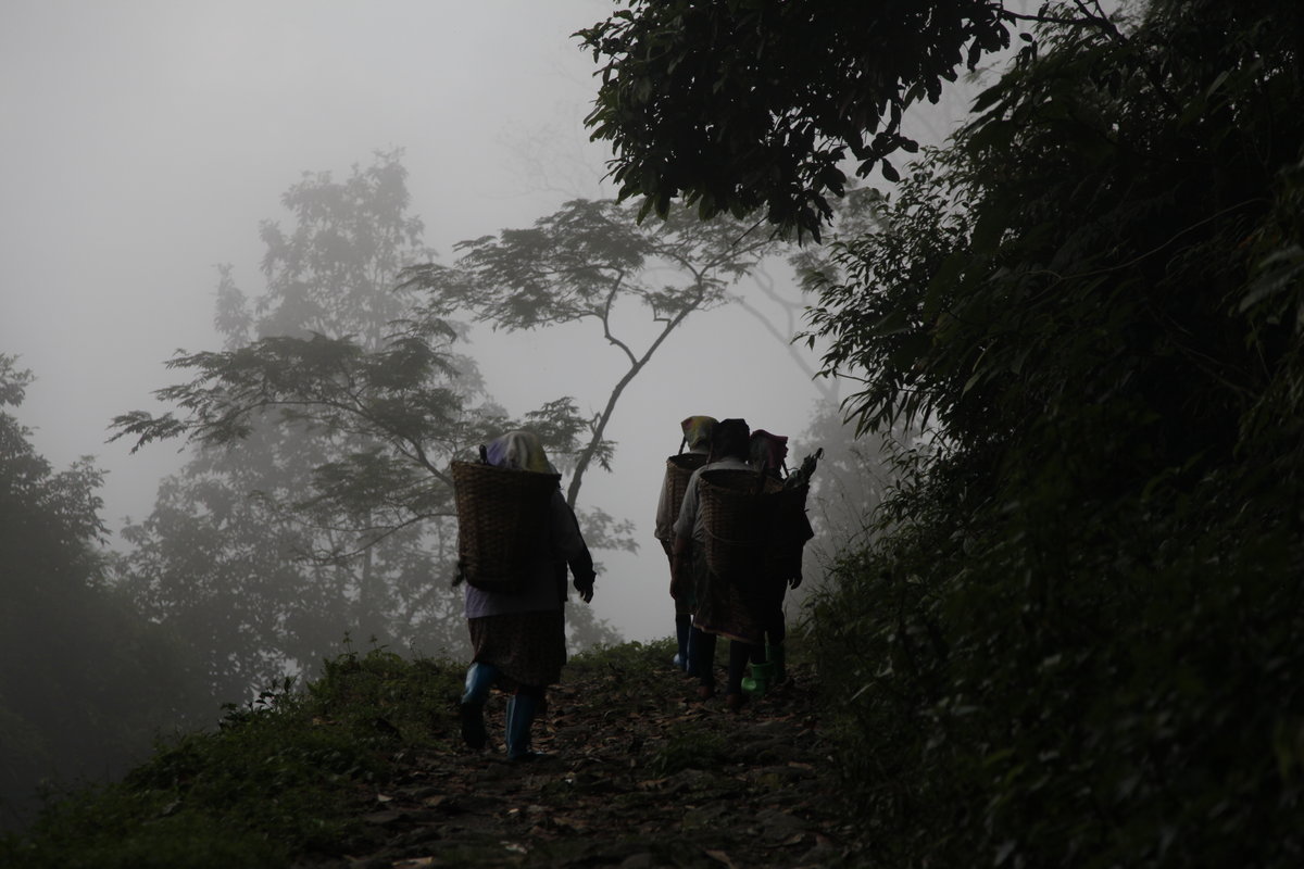 Darjeeling manque de main d’œuvre