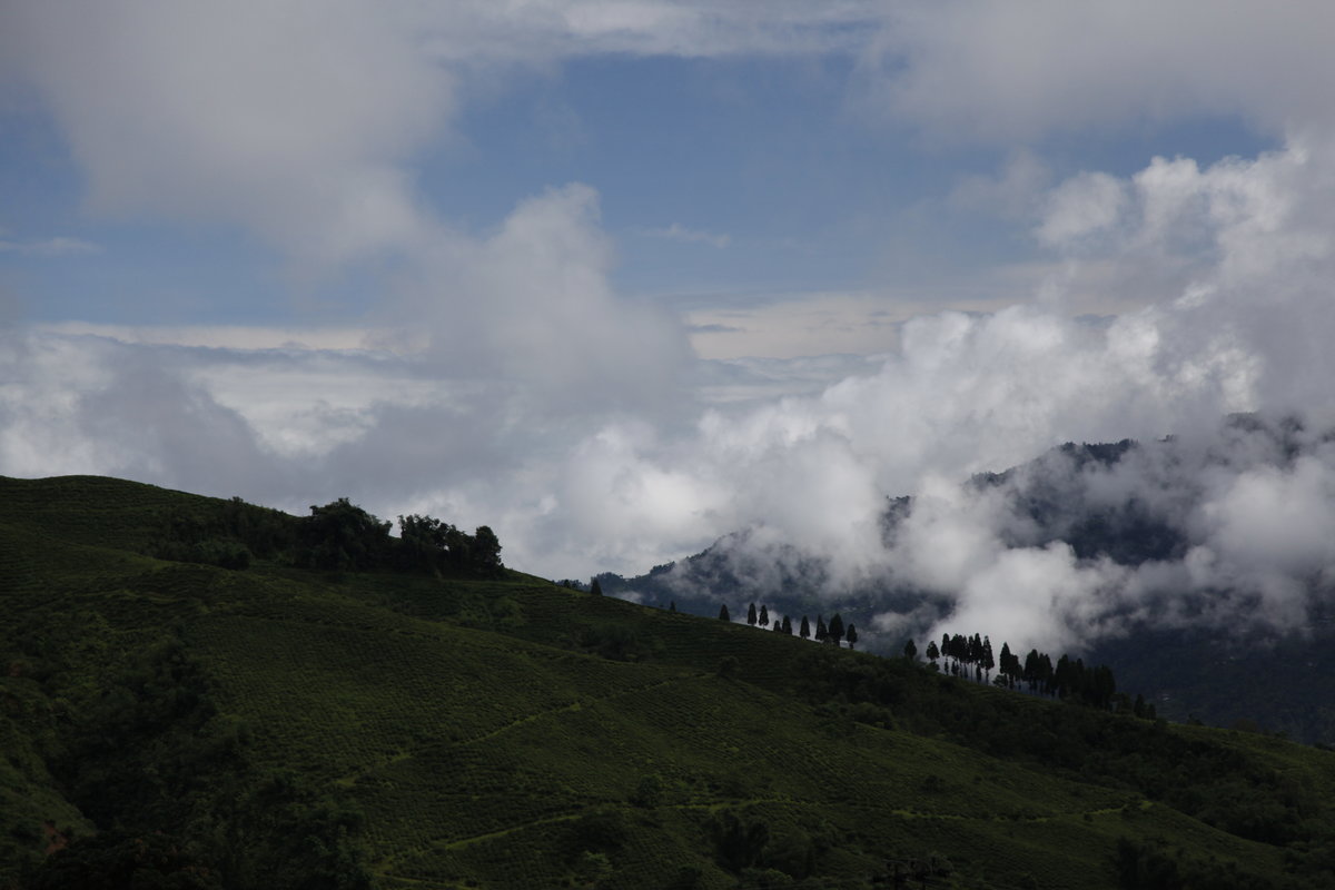 Darjeeling, faits et chiffres