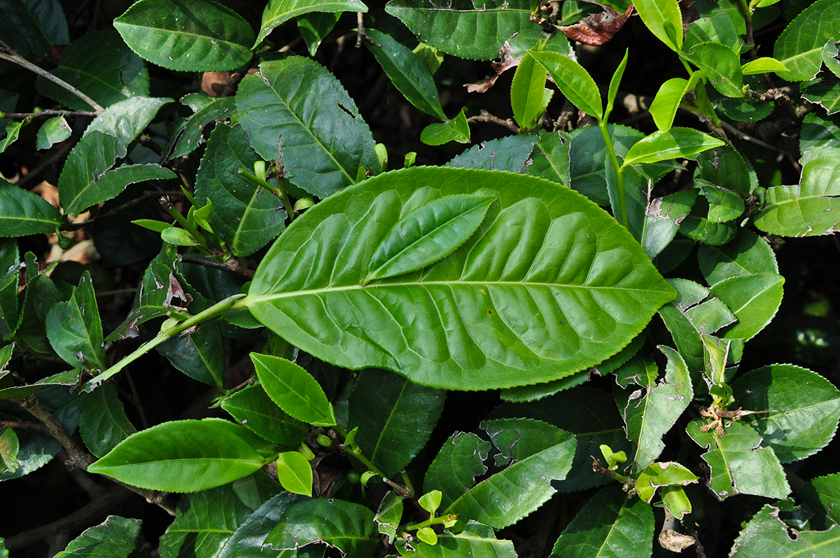 Les variétés sinensis et assamica