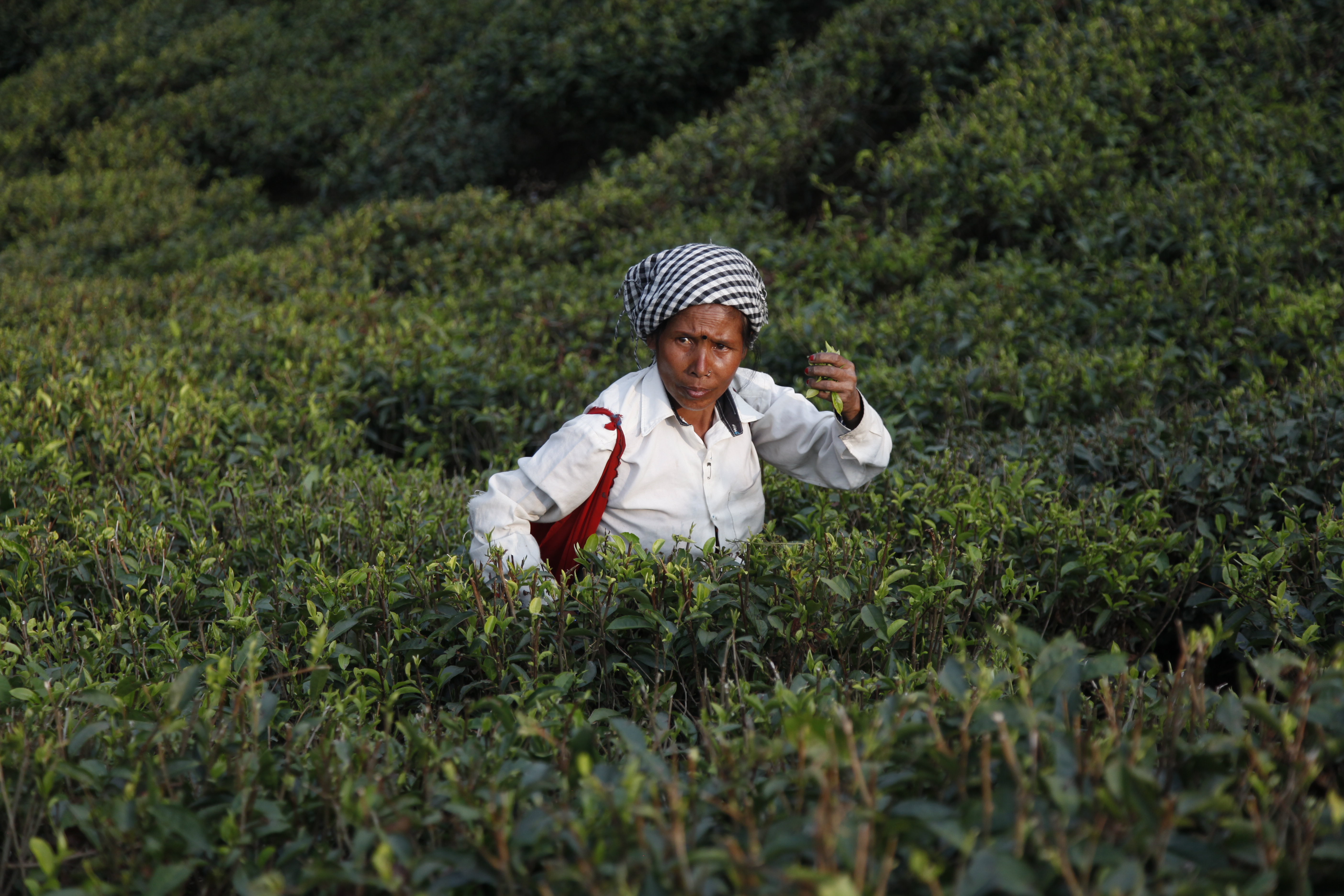 Darjeeling ouvre le bal