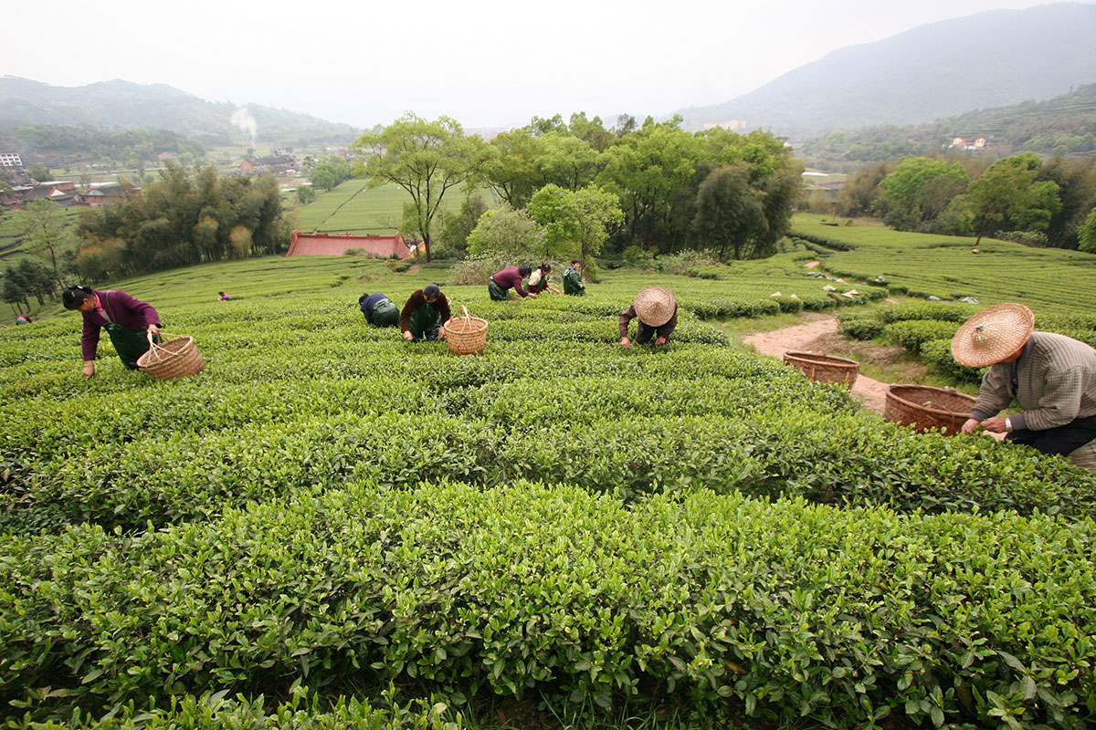 À propos de la sélection des thés verts de Chine primeurs