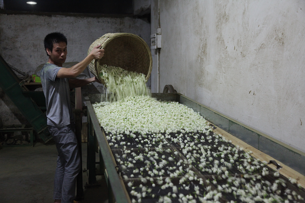 Thé au jasmin, des écarts de qualité