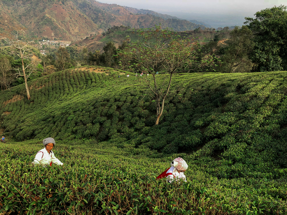 Darjeeling ouvre le bal