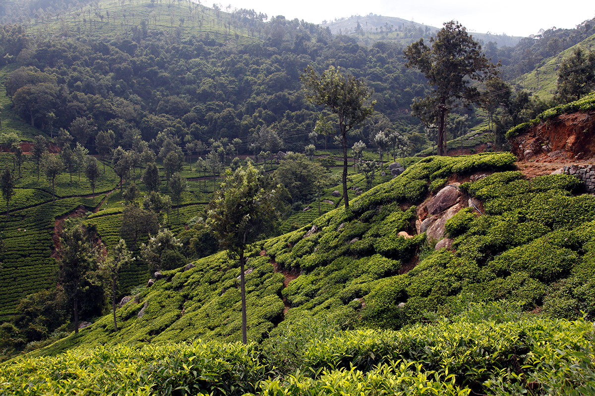 Kotagiri Frost : en attendant Darjeeling