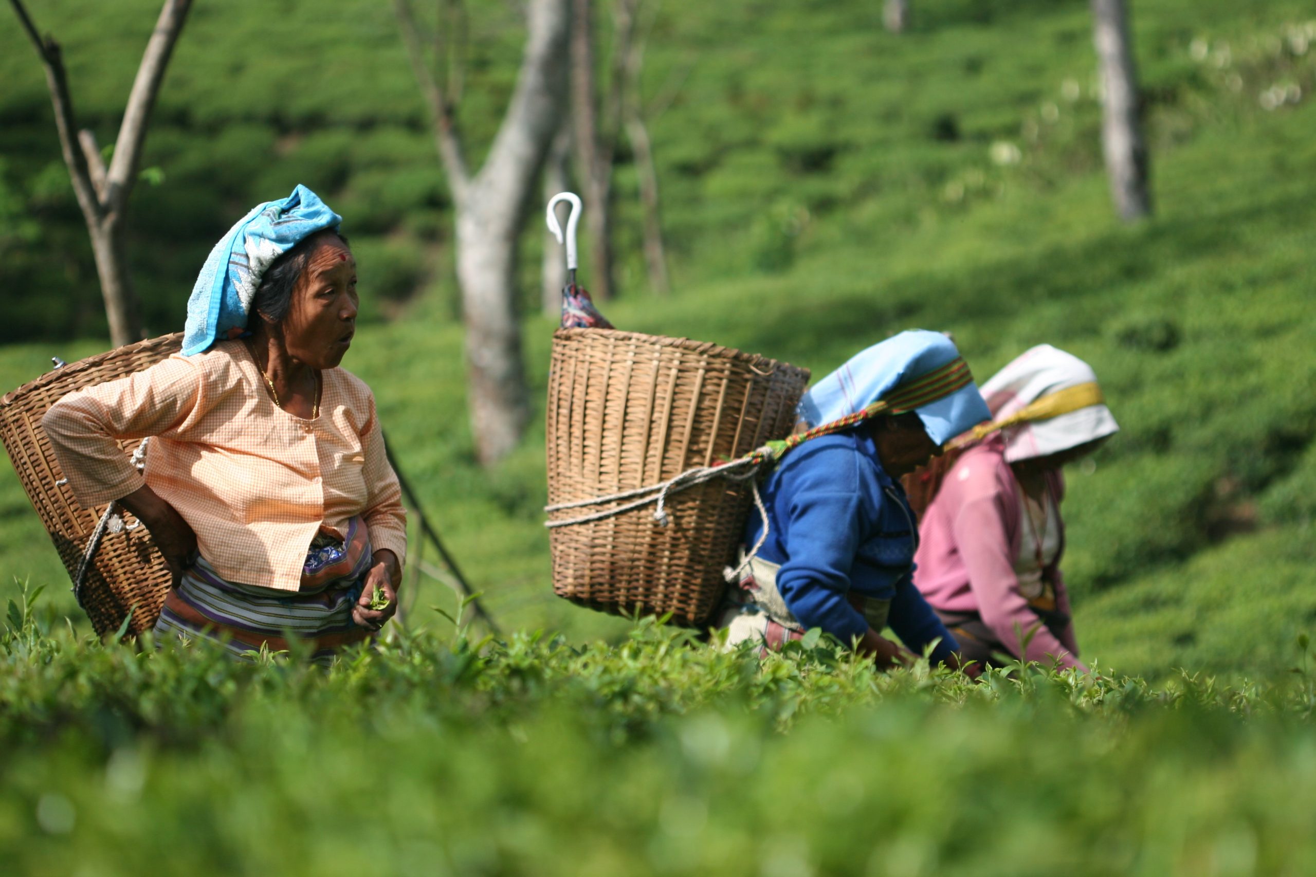 A Darjeeling, les récoltes précoces ne sont pas les meilleures