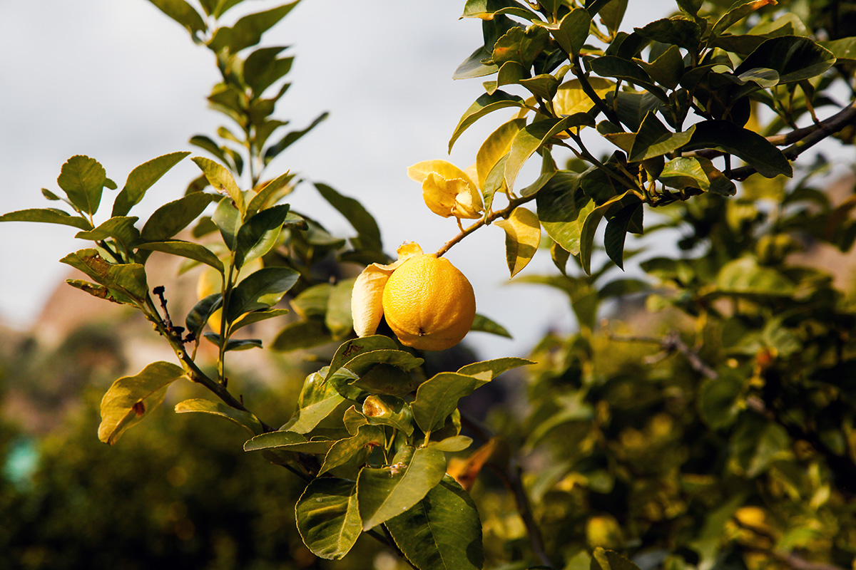 La bergamote, un fruit issu d’un arbre greffé