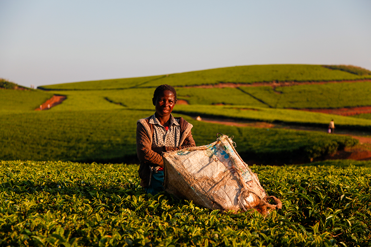 Au Malawi, la plantation Satemwa fête ses cent ans